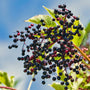 Close-up of Adams Elderberry flower clusters showing dark purple elderberries above fresh green foliage in early summer