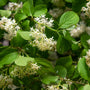 Close-up of Adams Elderberry flower clusters showing creamy white blooms above fresh green foliage in early summer