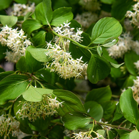Close-up of Adams Elderberry flower clusters showing creamy white blooms above fresh green foliage in early summer