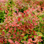 admiration barberry shrub bold color