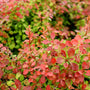 vibrant orange red color on admiration barberry