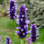 Agastache black adder flowers