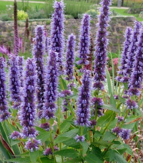 Agastache Black Adder