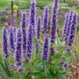 Agastache Black Adder in the garden