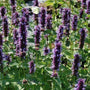 Butterflies enjoying the Flowers of Agastache  Black Adder