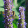 Honey bees adore the blue flower of Agastache Blue Fortune