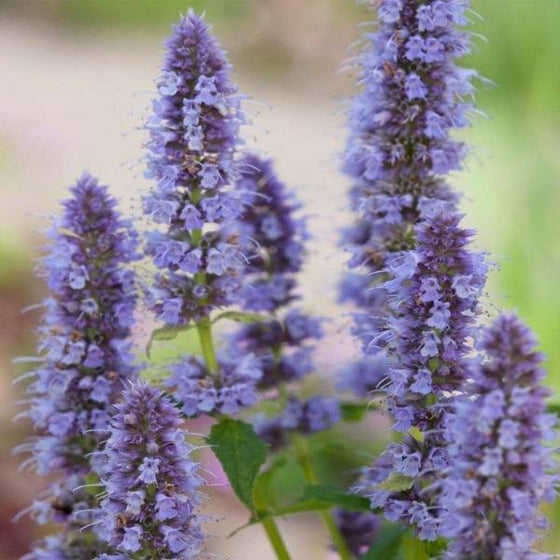 Close up of the blue fowers of Blue Fortune Hyssop