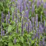 A large drift planting of Agastache Blue Fortune