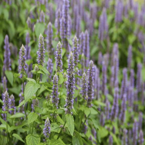 A large drift planting of Agastache Blue Fortune