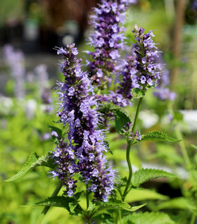 Agastache Blue Fortune