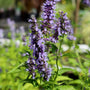 sweet pale purple blooms on the agastache blue fortune