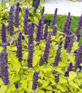 Agastache Golden Jubilee