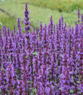 Agastache Purple Haze