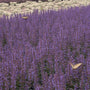 Butterflies on a large drift planting of Purple Haze Agastache