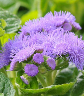 Ageratum Bumble Blue Plants