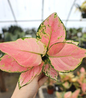 Aglaonema Cherry Pink