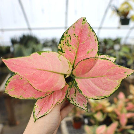 aglaonema cherry pink care Aglaonema Cherry Pink