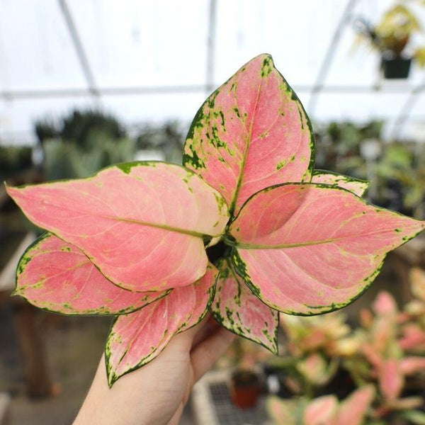 aglaonema roxy pink Aglaonema Cherry Pink Plants for Sale