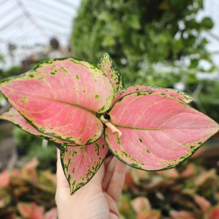 pink katrina aglaonema Aglaonema Cherry Pink Plants for Sale