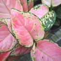 pink cream and green variegated leaves on aglaonema cherry pink