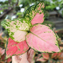 leaves emerge pink and mature to pink on aglaonema cherry pink