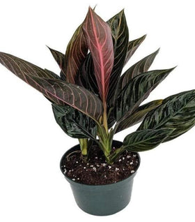 Aglaonema Chocolate