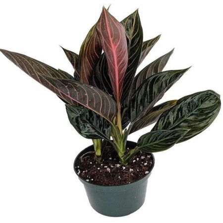 aglaonema chocolate care Aglaonema Chocolate