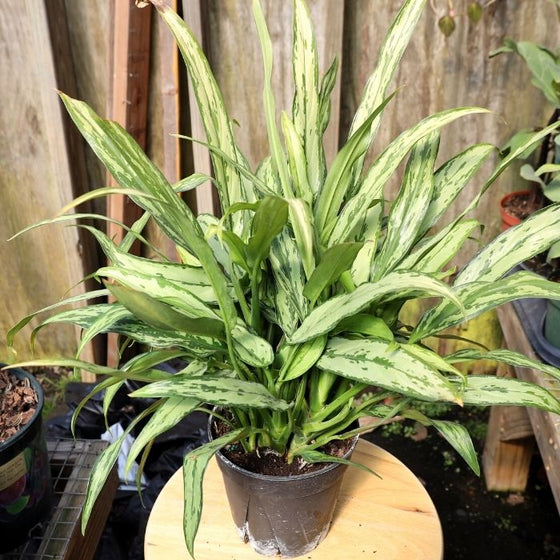 aglaonema cutlass plant care Aglaonema Cutlass