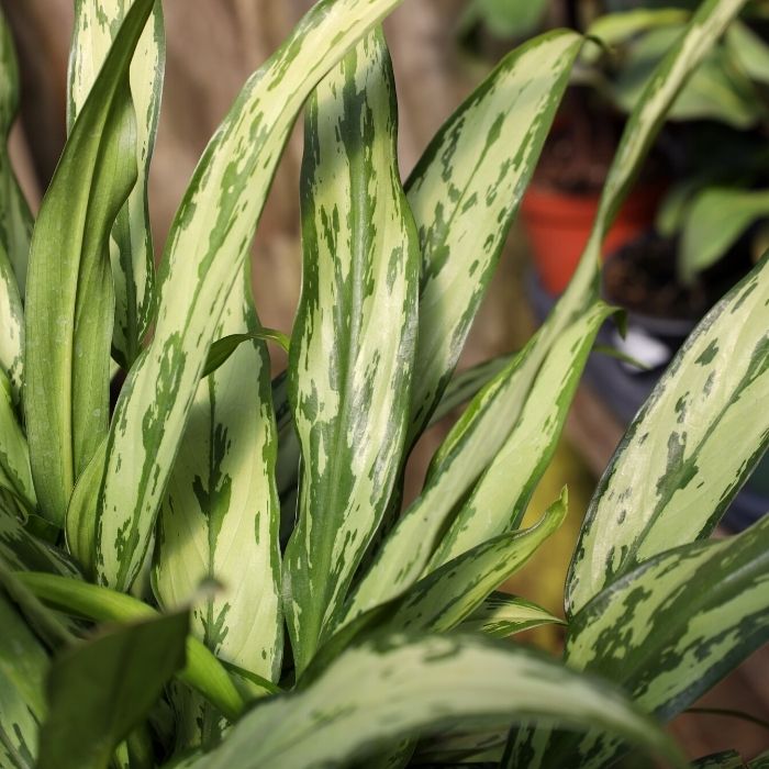 aglaonema cutlass white stem Aglaonema Cutlass Plants for Sale