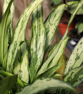 Aglaonema Cutlass