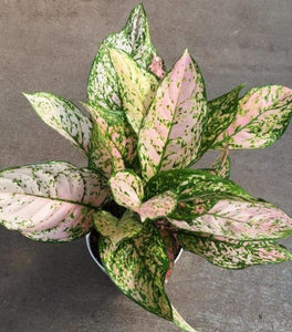 Aglaonema Etta Rose