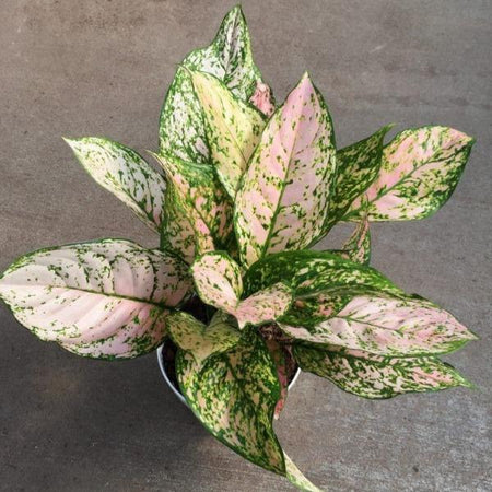 aglaonema etta rose pinterest Aglaonema Etta Rose