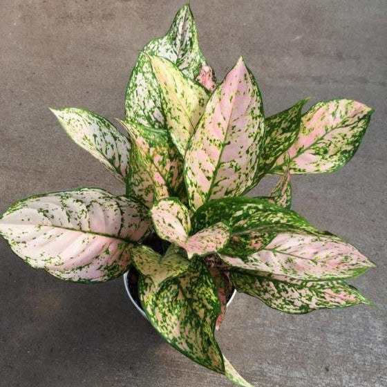 aglaonema asst Aglaonema Etta Rose Plants for Sale