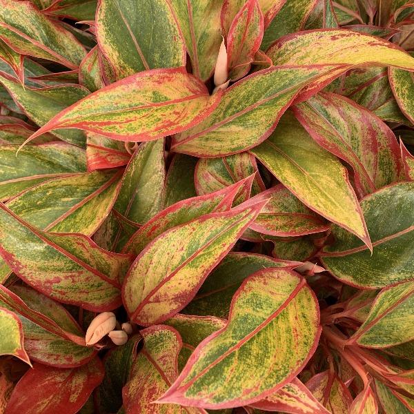 aglaonema mystic fire Aglaonema Firecracker Plants for Sale