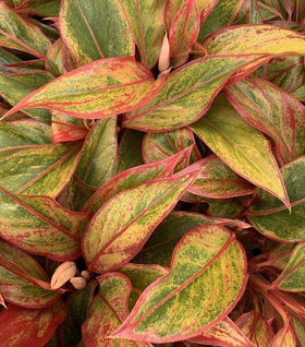 Aglaonema Firecracker
