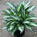 Aglaonema Jubilee produces interesting gray-green leaves