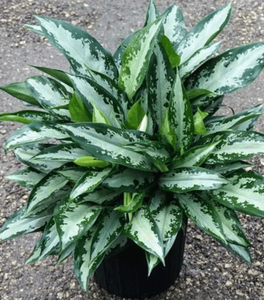 Aglaonema Jubilee