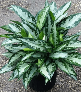 Aglaonema Jubilee