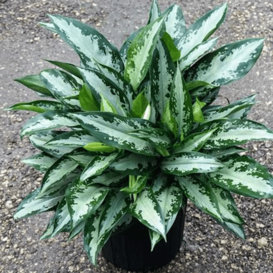 where to buy aglaonema Aglaonema Jubilee