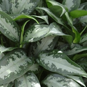 Close-up of the interesting colors on Aglaonema Jubilee Leaves