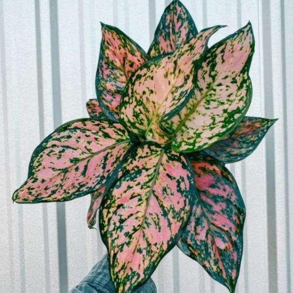 Aglaonema Katrina Chinese Evergreen