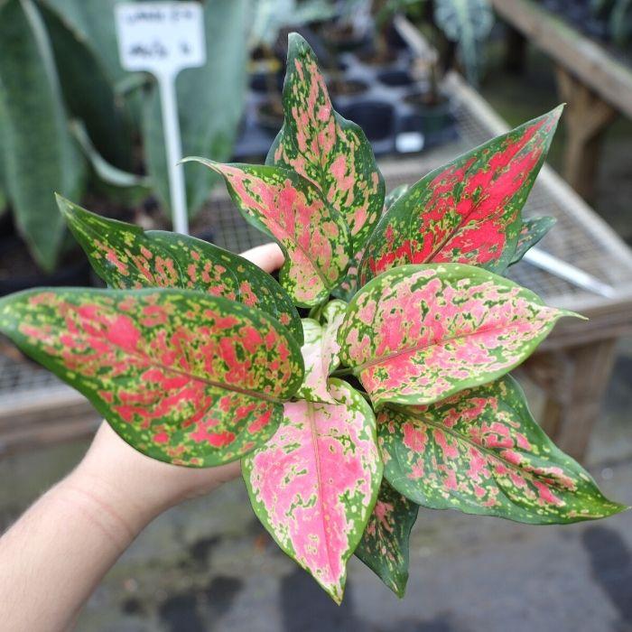 aglaonema plant type Aglaonema Katrina Chinese Evergreen