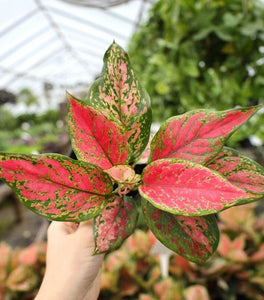 Aglaonema Lady Valentine