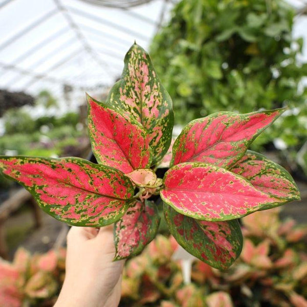 aglaonema red valentine vs lady valentine Aglaonema Lady Valentine