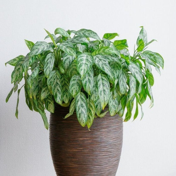 aglaonema maria verzorging Buy Aglaonema Maria Plants Online