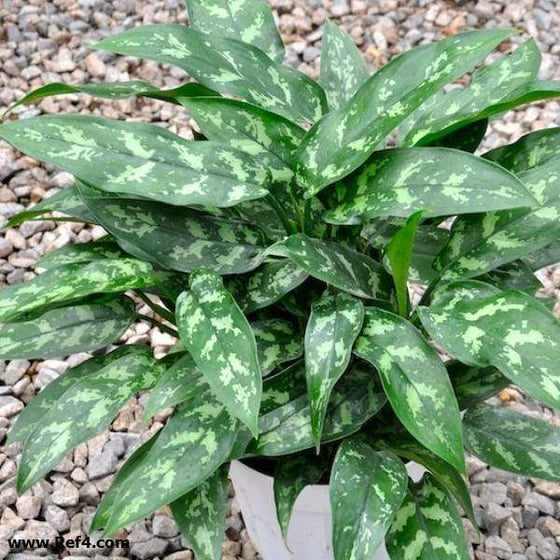 aglaonema skinny leaves Buy Aglaonema Maria Plants Online