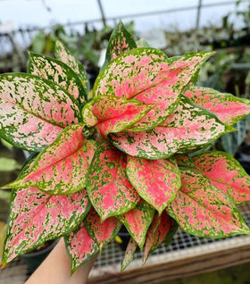 Aglaonema Red Valentine