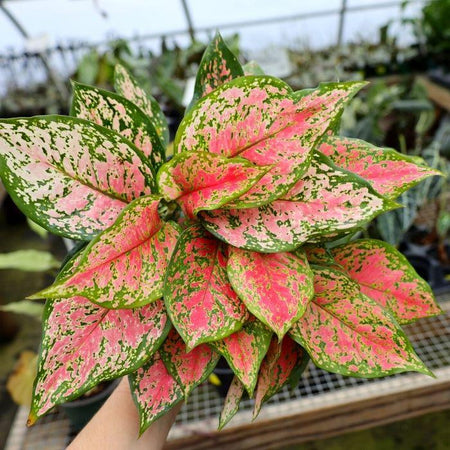 aglaonema very red Aglaonema Red Valentine