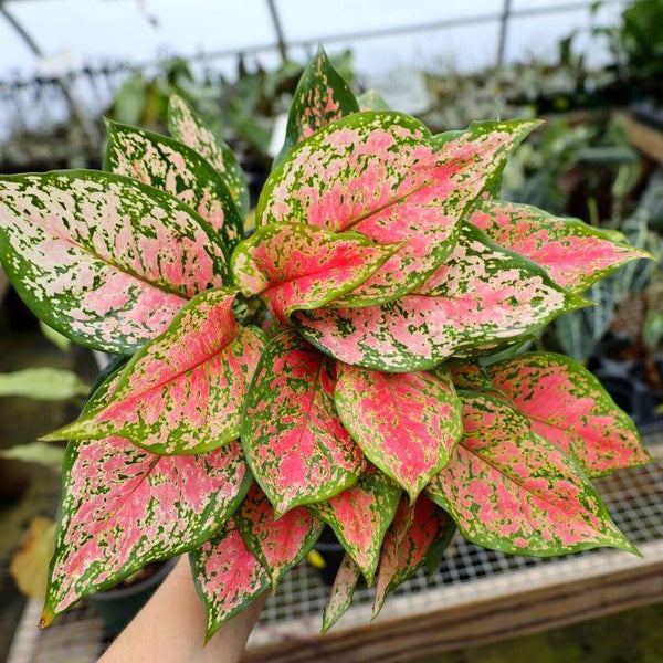 aglaonema red fountain Buy Aglaonema Red Valentine Plants Online