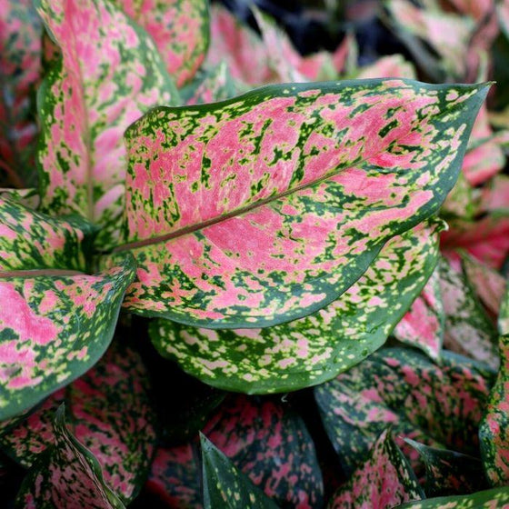 Red Valentine Aglaonema produces Bright Red leaves